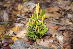Dendrolycopodium hickeyi