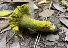 Hypomyces luteovirens