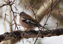 Fringilla coelebs