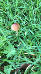 Panaeolus foenisecii