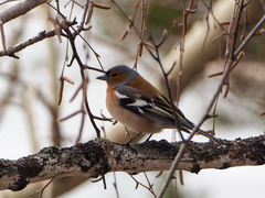 Fringilla coelebs