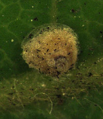 Hemiberlesia rapax