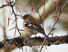 Fringilla coelebs