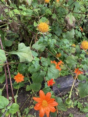 Tithonia