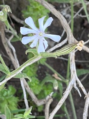 Silene undulata