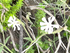 Silene undulata