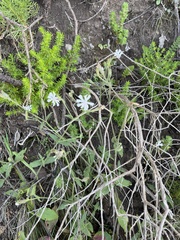 Silene undulata