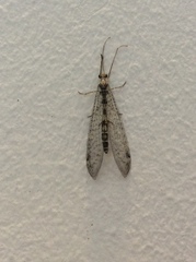 Gymnocnemia variegata