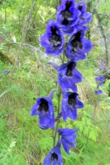 Delphinium crassifolium