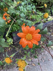 Tithonia