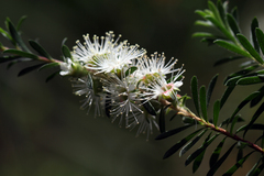 Kunzea ambigua