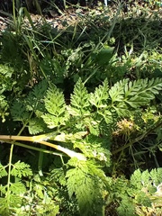 Anthriscus cerefolium