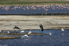 Leptoptilos crumenifer