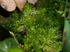 Tortula truncata