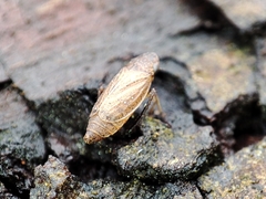 Aphrodes makarovi
