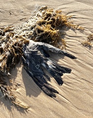 Hydrobates leucorhous