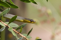 Dendrelaphis punctulatus