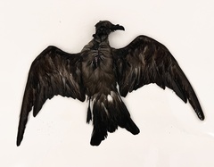 Hydrobates leucorhous