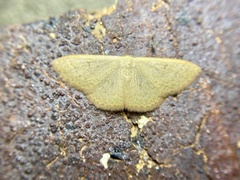 Idaea uniformis