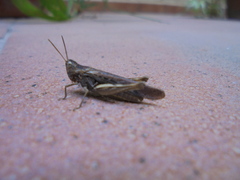 Chorthippus brunneus