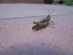 Chorthippus brunneus