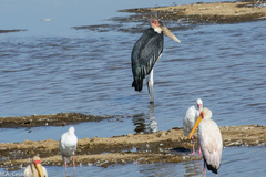 Leptoptilos crumenifer