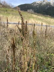 Amaranthus powellii
