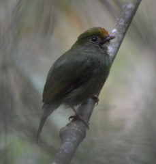 Chiroxiphia caudata