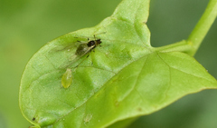 Aphis spiraecola