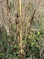 Amaranthus powellii