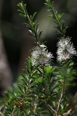 Kunzea ambigua