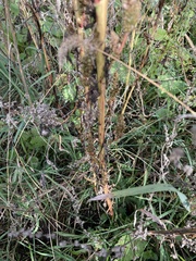 Amaranthus powellii