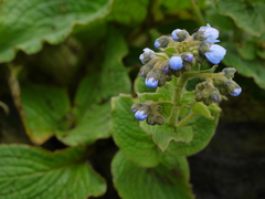 Adelocaryum malabaricum