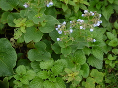 Adelocaryum malabaricum