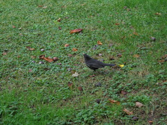 Turdus merula