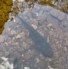 Oxyeleotris selheimi