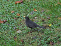 Turdus merula