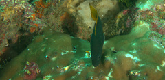 Cephalopholis cyanostigma