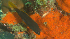 Cephalopholis cyanostigma