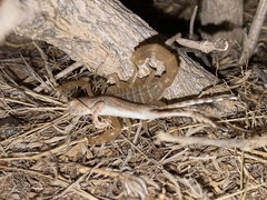 Mesobuthus thersites