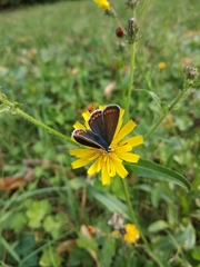 Aricia agestis