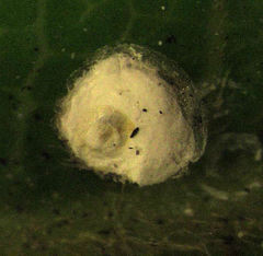Hemiberlesia rapax