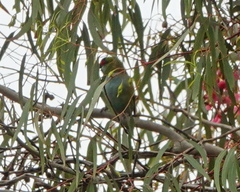Parvipsitta porphyrocephala