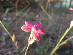 Dianthus