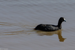 Fulica cristata