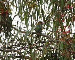 Parvipsitta porphyrocephala