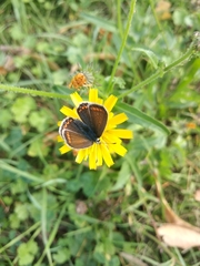 Aricia agestis