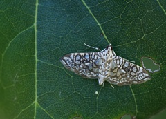 Nausinoe gueyraudi