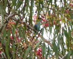 Parvipsitta porphyrocephala