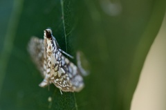 Nausinoe gueyraudi